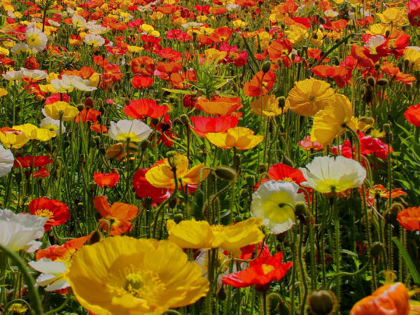 Bunte Mohnblumen Mohnfeld