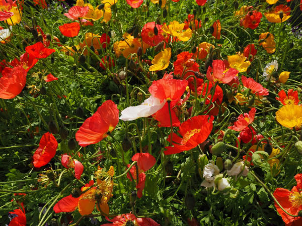 Mohnwiese Feld Mohnblüten